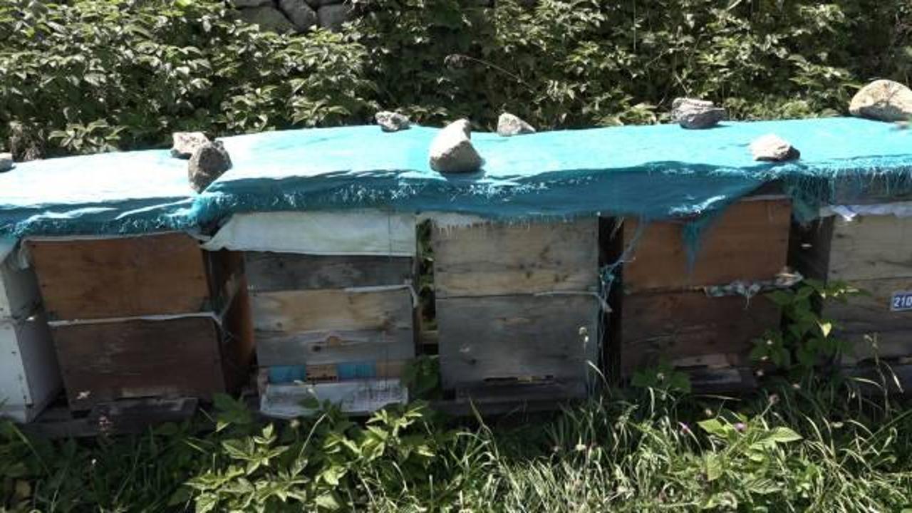 Anzer Balı'nda sağım tamamlandı! Kilosunun fiyatı gram altından y&uuml;ksek