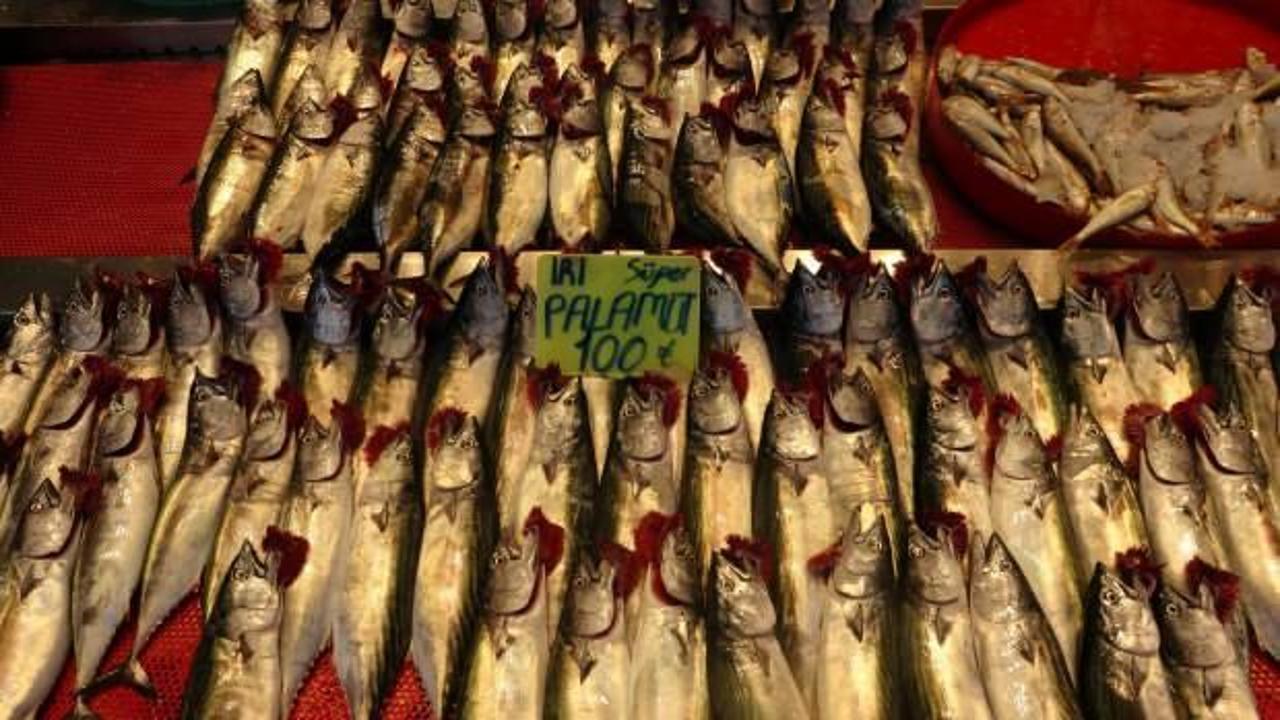 Balıkçı ağları palamut ile doldu, tezgahtaki fiyatı düştü!
