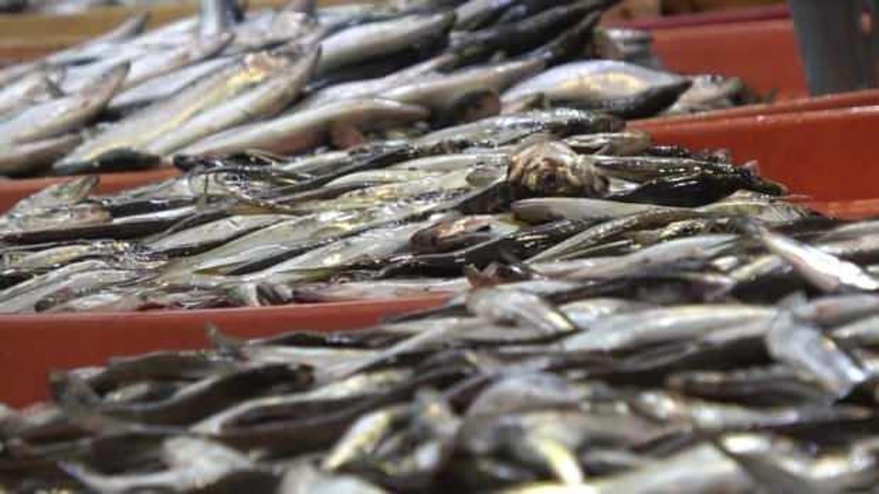 Balık&ccedil;ıların av sezonundan palamut ve hamsi beklentisi