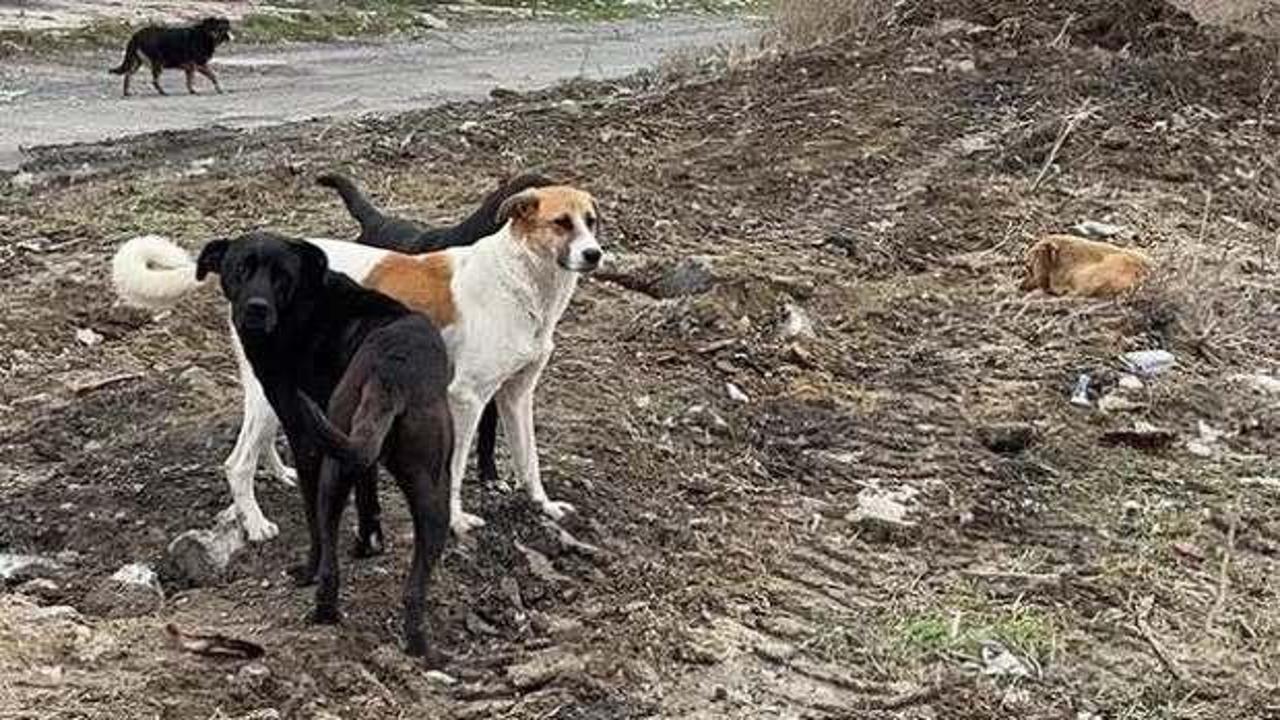 Başıboş köpek saldırısında İBB’ye ceza!