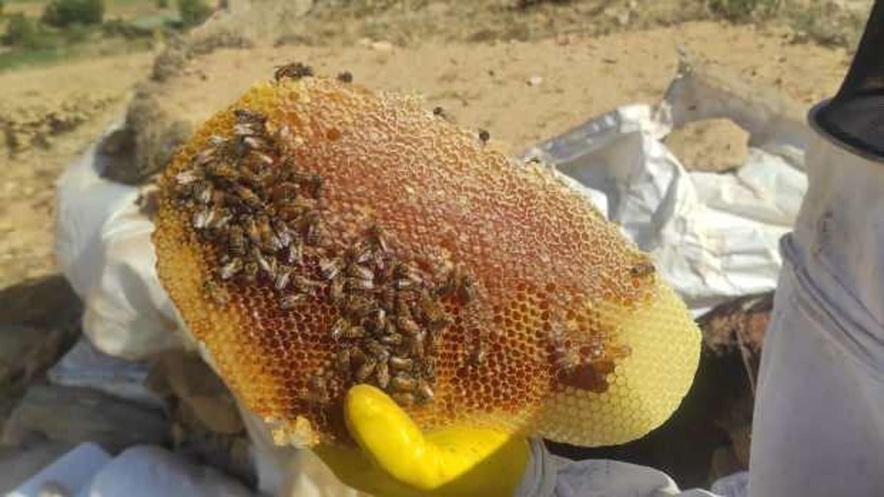 Sason'dan d&uuml;nyaya: 1 kilo bal 160 bin liradan alıcı buldu