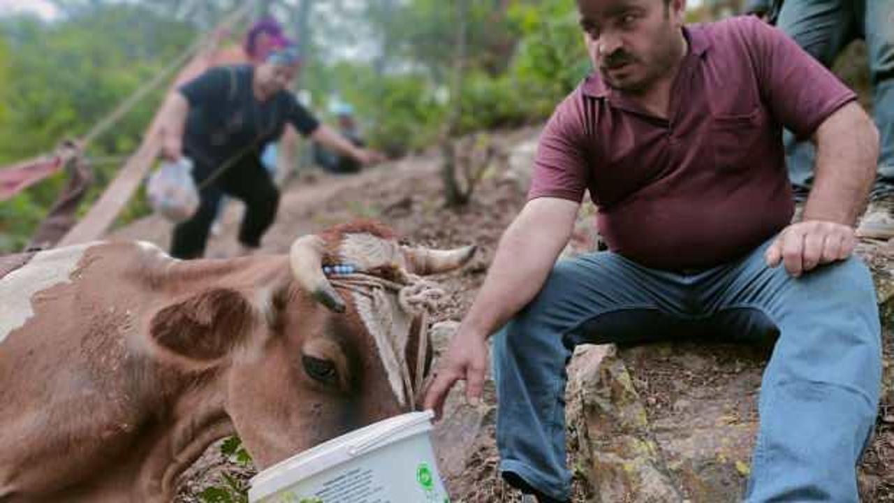 İki g&uuml;nd&uuml;r ineğinin başında n&ouml;bet tutuyor