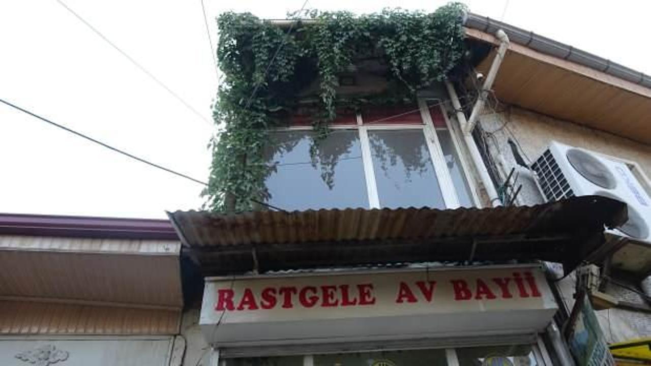 Gizemli sarmaşığın k&ouml;k&uuml; ne i&ccedil;eride ne de dışarıda bulunamıyor