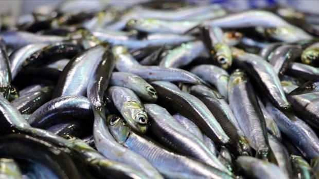 Kocaeli'de yeni sezonun ilk balık mezadı yapıldı