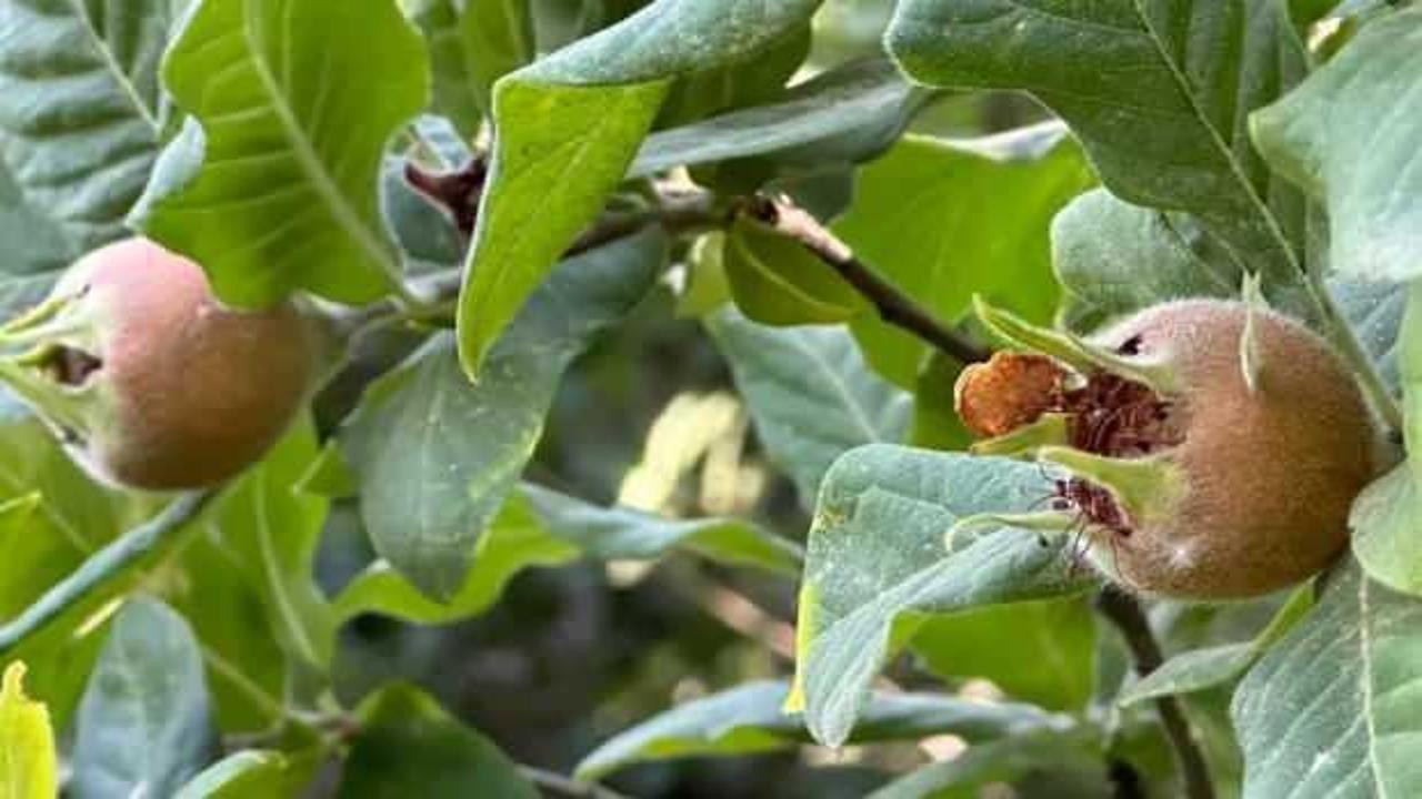 K&ouml;keni Japonya ama Y&uuml;ksekova'da yetişti