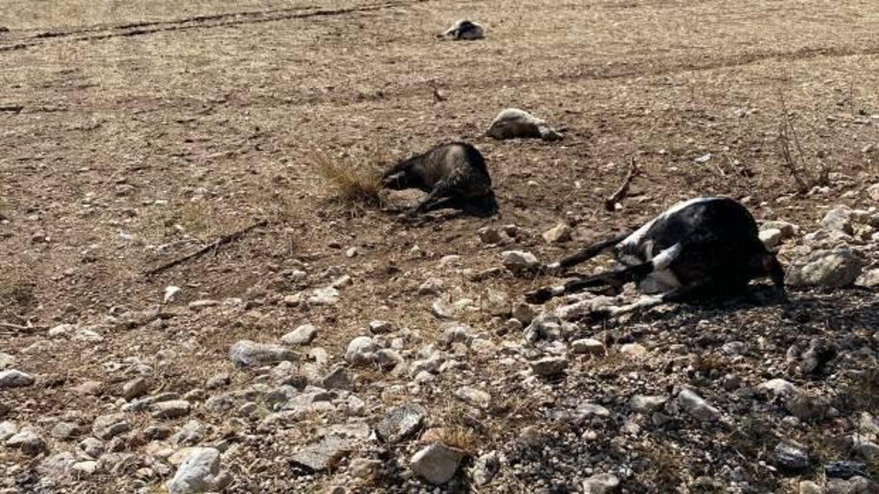 Korkuteli'nde felaket: Su baskını hayvanları vurdu!