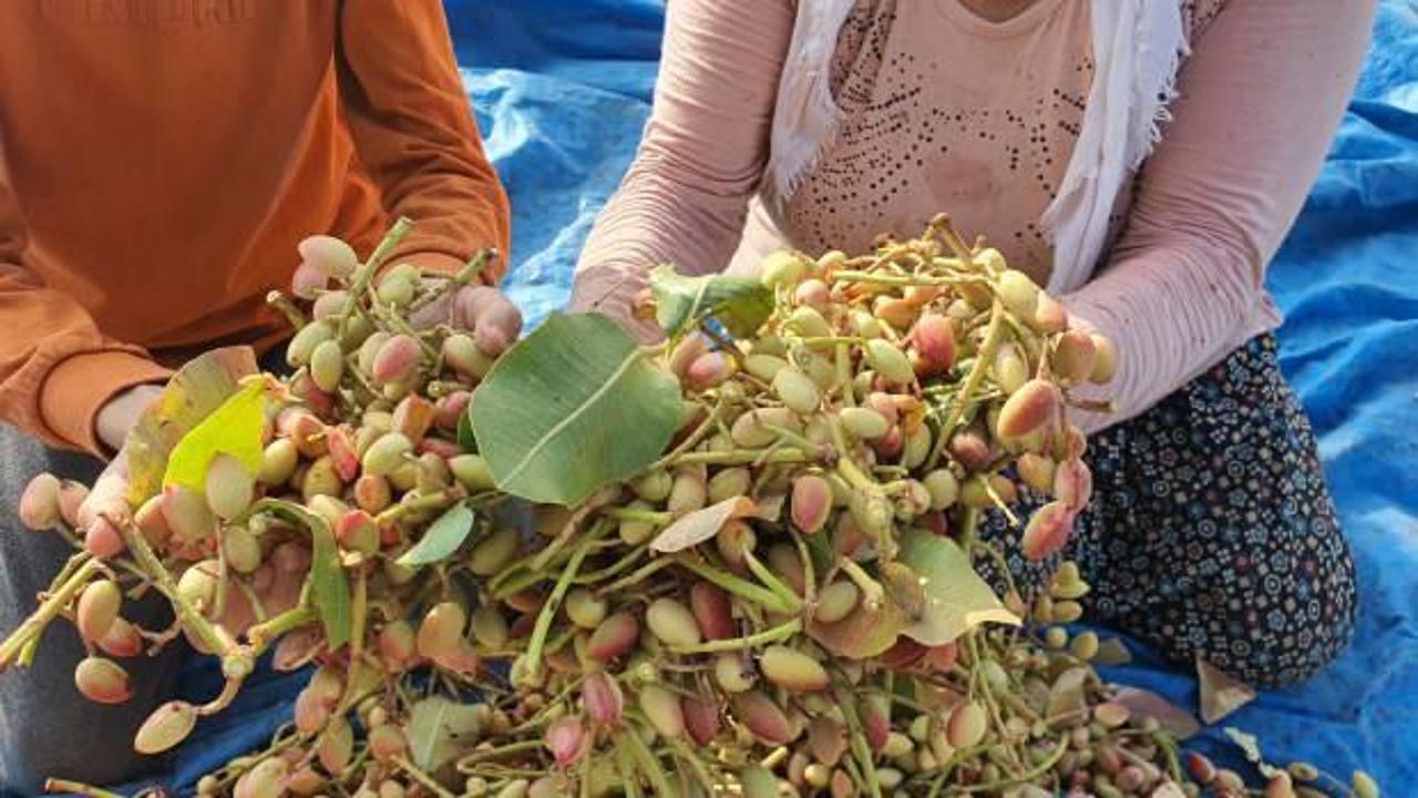 Manisa'da aşılanan menengiç ağaçlarında Antep fıstığı hasadı başladı