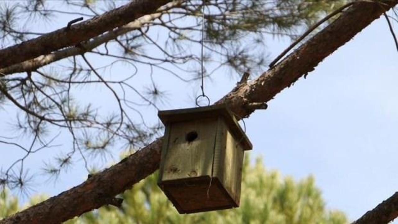 Ormana zarar veren böceklerle beslenen kuşlara yuva desteği