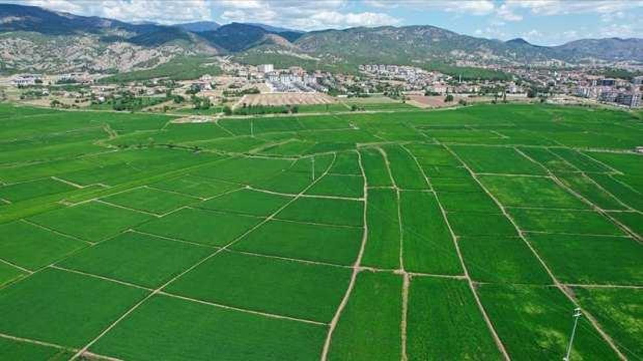 Pirinçte marka olan Osmancık'ta 20 bin ton çeltik rekoltesi bekleniyor