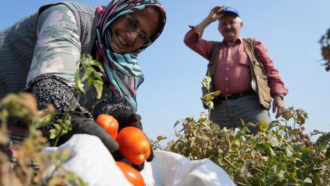Tarlada kalan domatese, Ticaret Bakanlığı'ndan destek