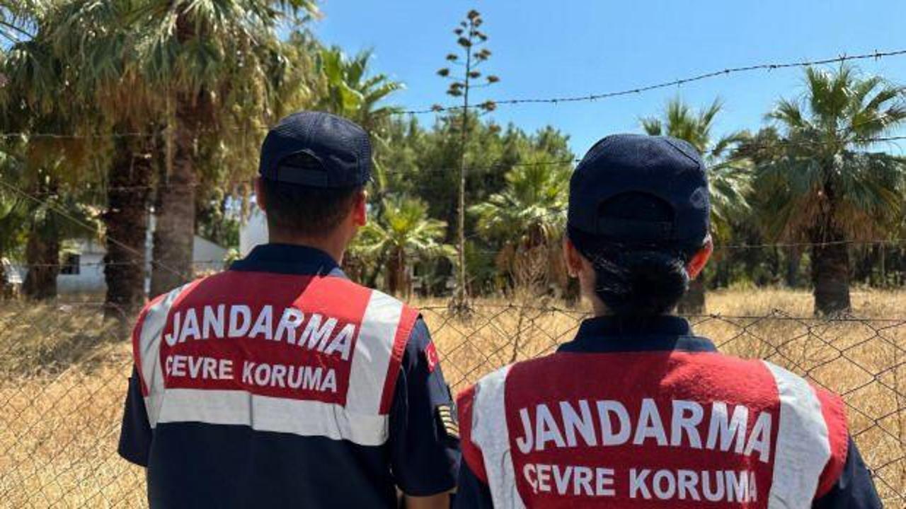 T&uuml;rkiye&rsquo;de nadir bulunuyor! Agave bitkisini koparmanın cezası 387 bin TL