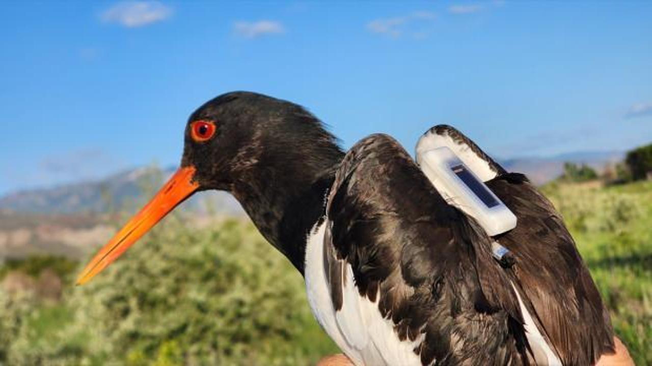 Nesli tehlike altındaki poyraz kuşu bir g&uuml;nde Suriye'ye u&ccedil;tu!