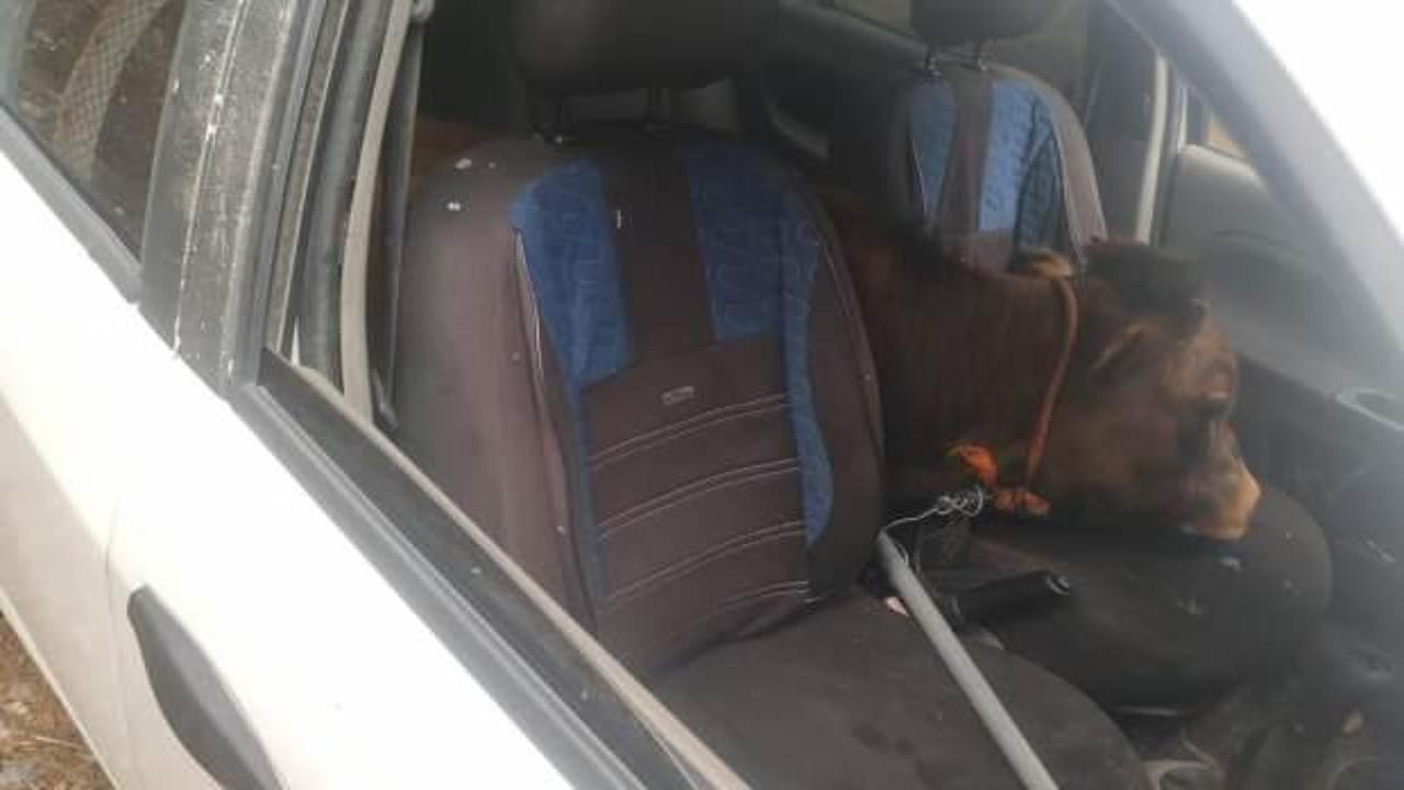 Adana'da polisten ka&ccedil;an otomobilden &ccedil;alıntı dana &ccedil;ıktı