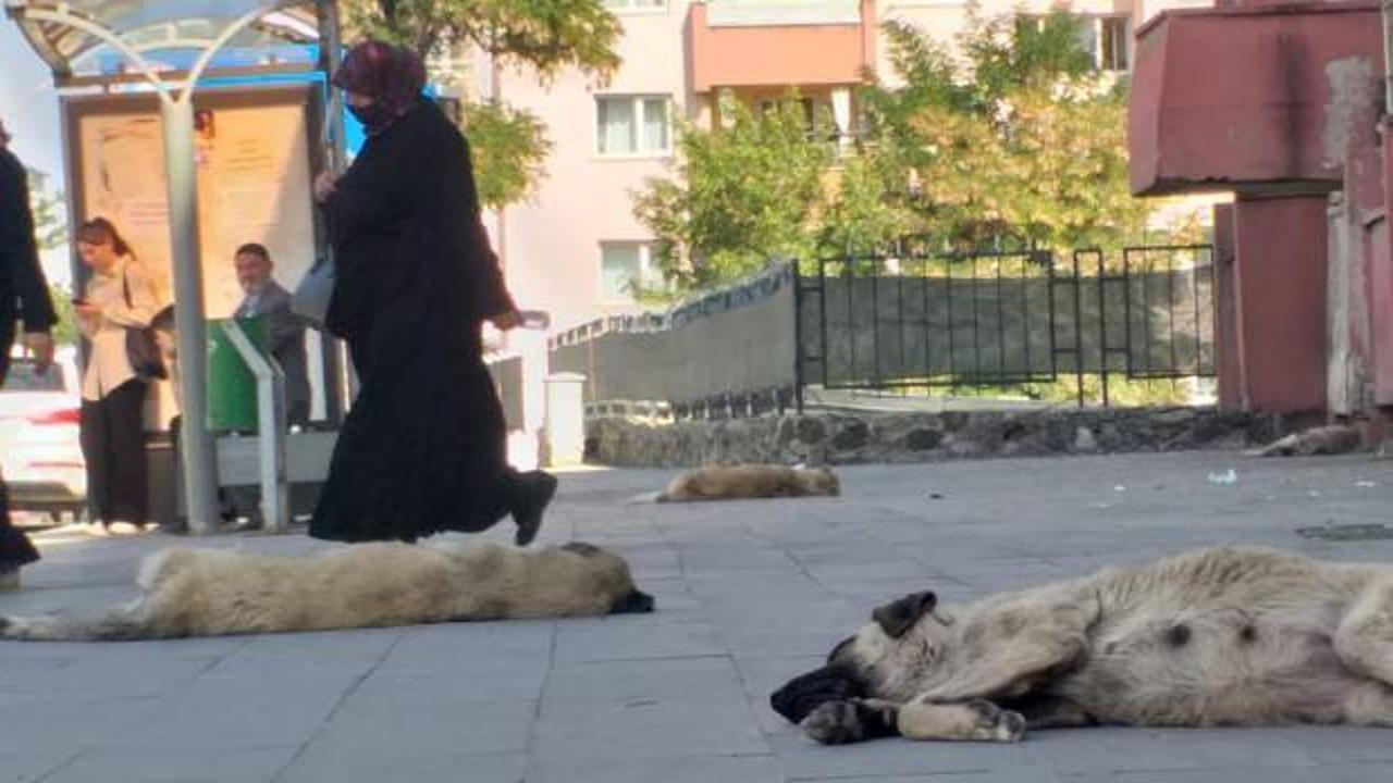 Ağrı'da başıboş köpek tedirginliği!