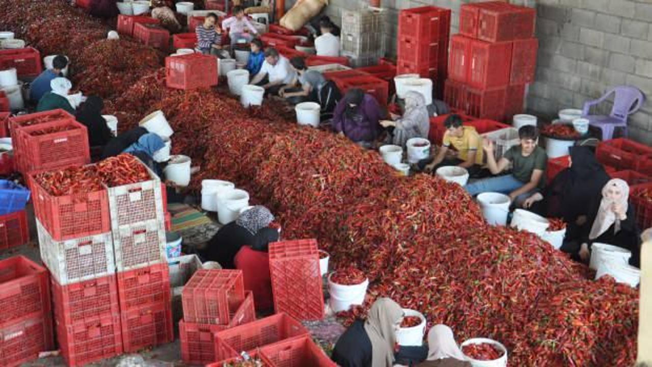 Anadolu'nun kırmızı altını: 8 bin işçinin biber mesaisi