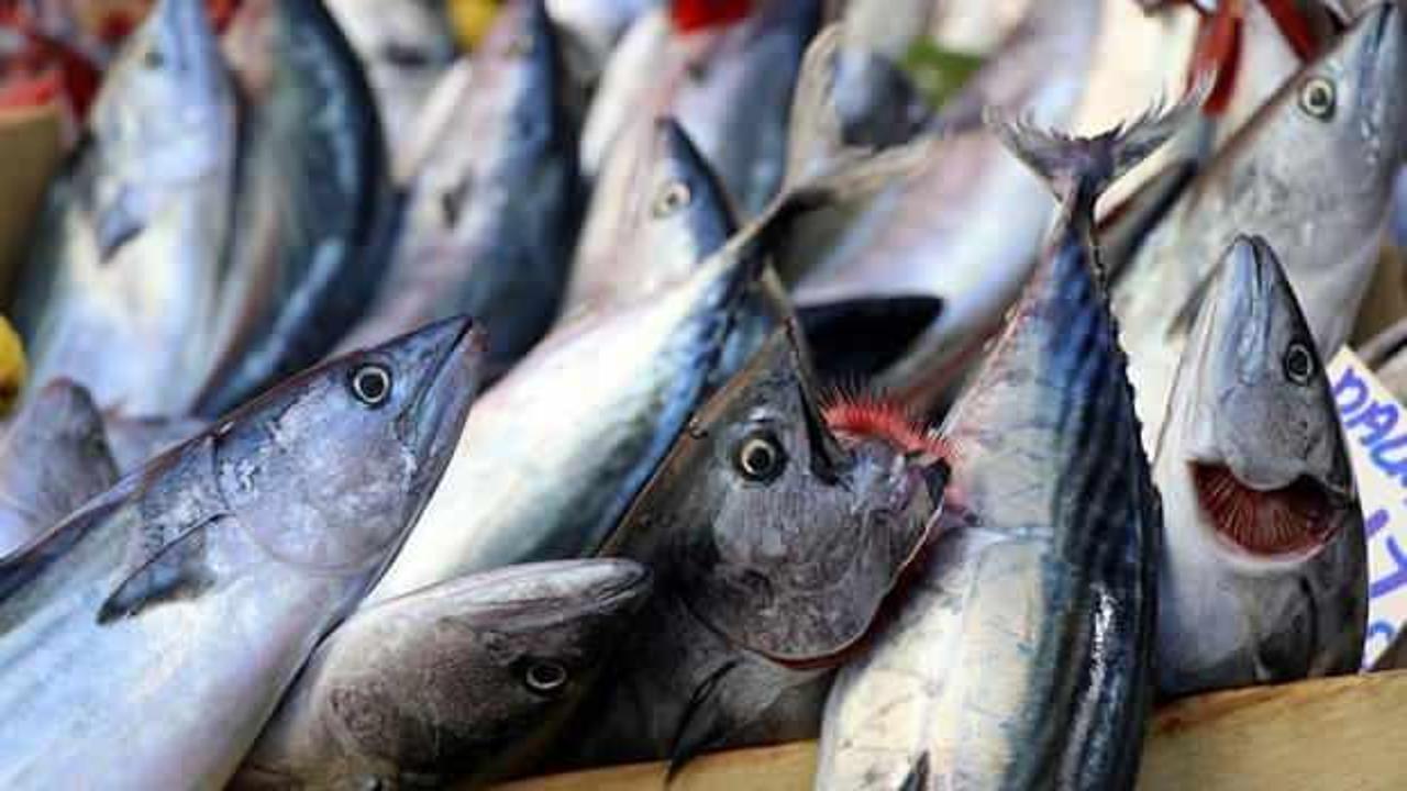 Av sezonunun a&ccedil;ılmasıyla G&uuml;rpınar Balık Hali'nde palamut bolluğu yaşandı