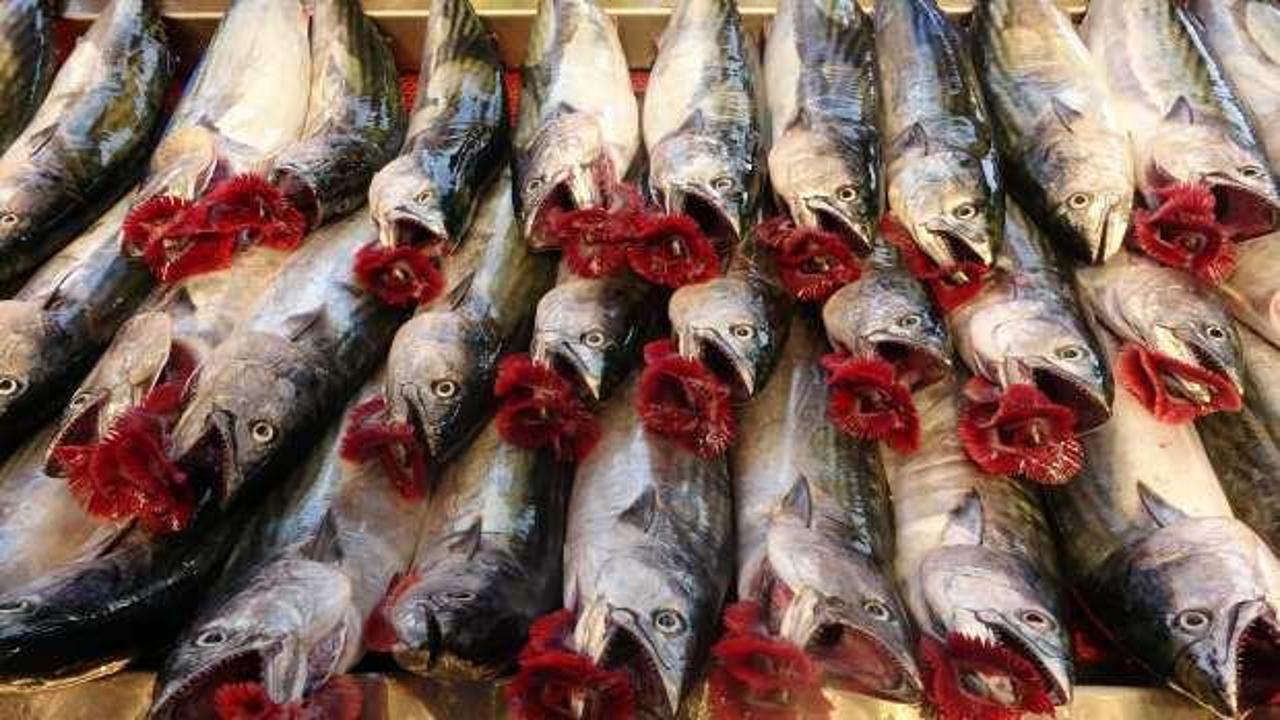 Balık&ccedil;ılardan palamut i&ccedil;in &ldquo;tuzlama&rdquo; &ouml;nerisi