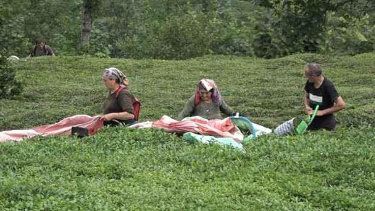 &Ccedil;AYKUR&rsquo;un randevulu &ccedil;ay alım sistemine ge&ccedil;mesi &uuml;reticiyi sevindirdi