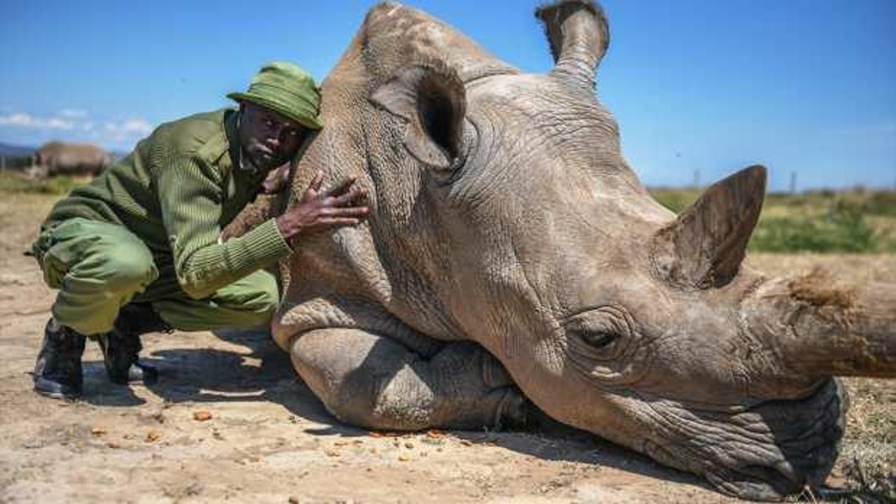 Dünyanın son beyaz gergedanları Kenya'da sıkı gözetim altında tutuluyor