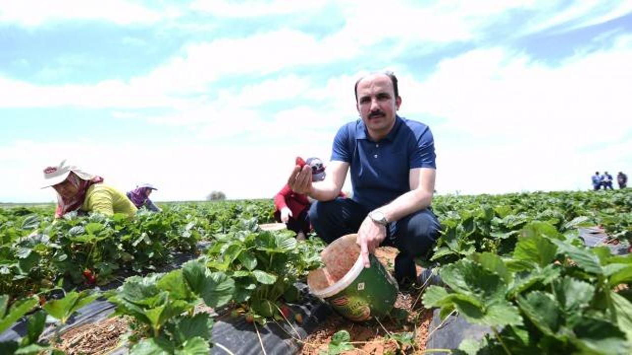 H&uuml;y&uuml;k &ccedil;ileği artık tescilli 