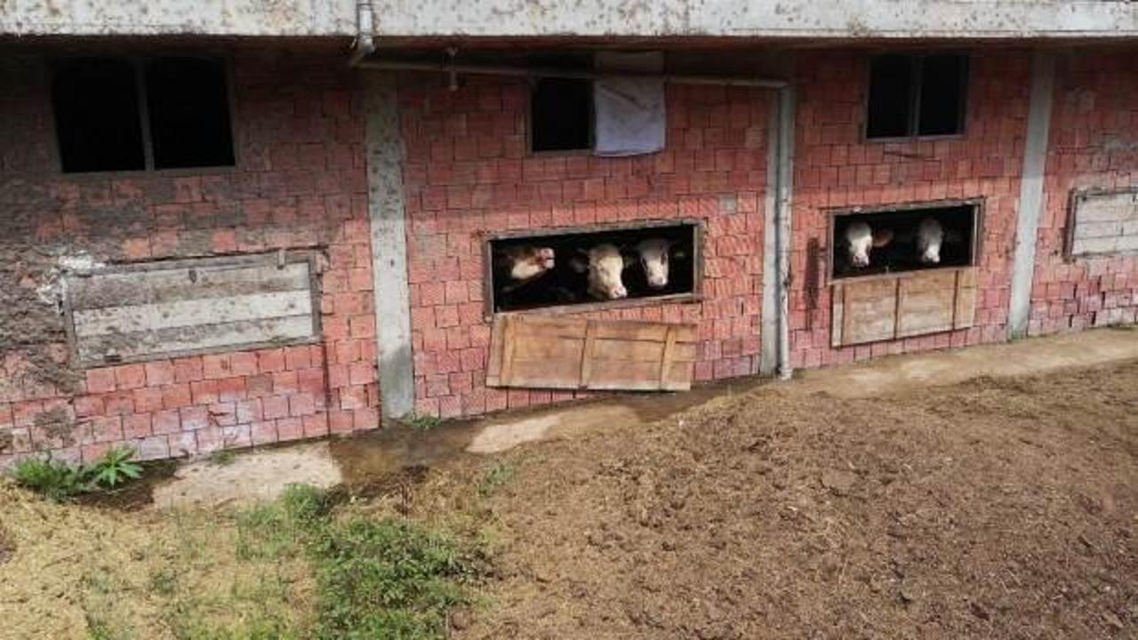 İnekleri i&ccedil;in 4 katlı apartman yaptı