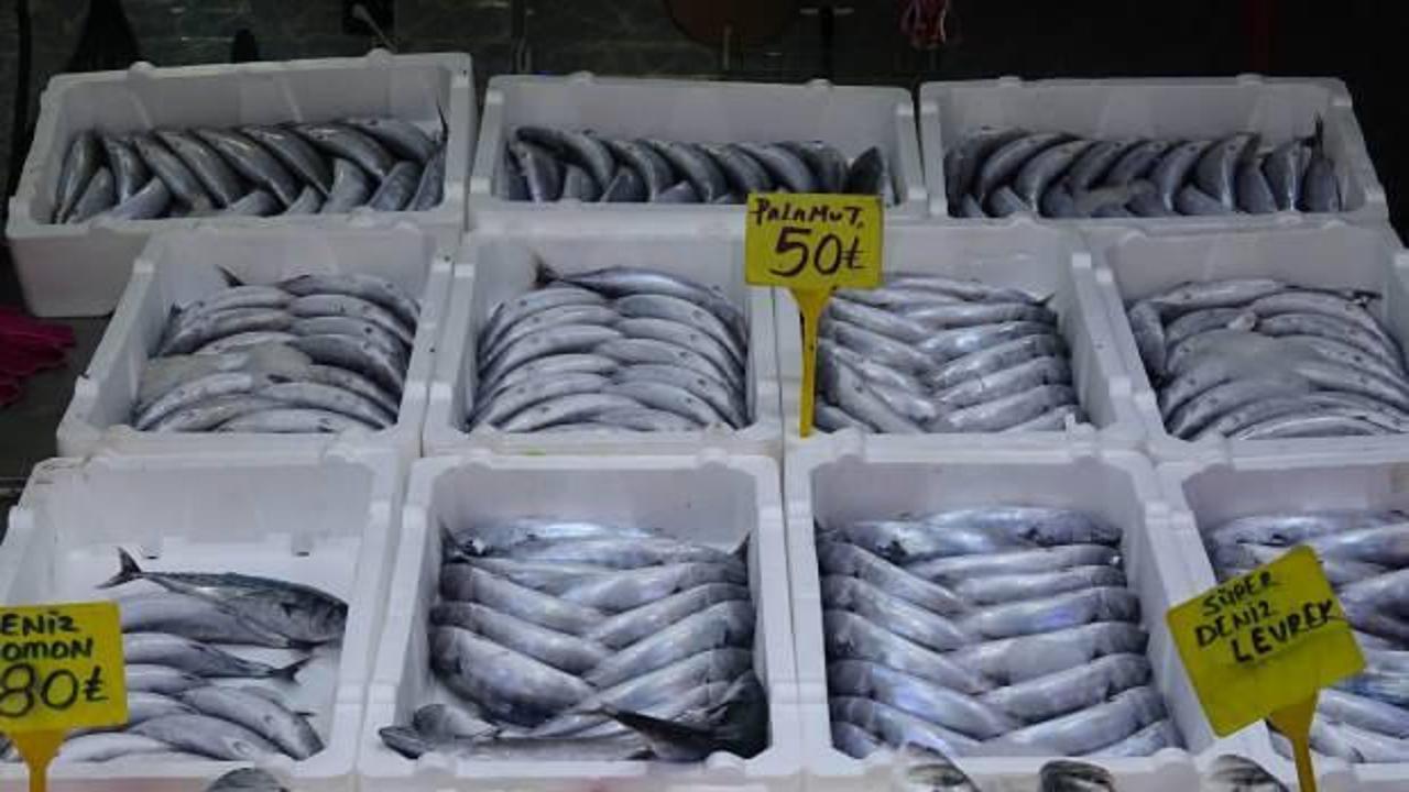 Karadeniz'de palamut bereketi: Tanesi 50 TL