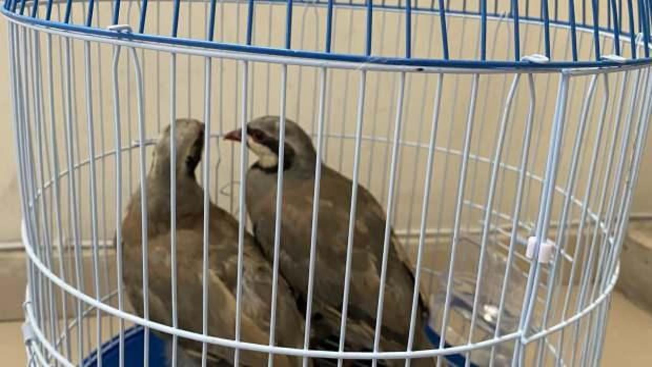 Kınalı keklik avlayan şahsa 13 bin 922 TL para cezası kesildi 