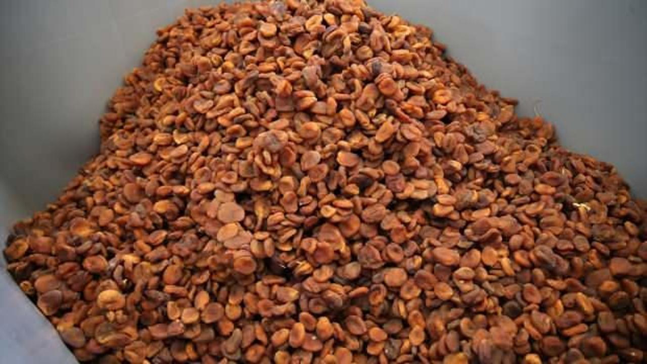 Kuru kayısı yeni ihracat sezonuna 37 milyon dolarla hızlı başladı