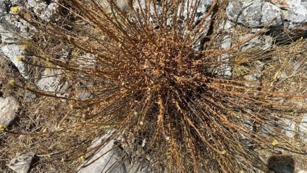 Kuşadası&rsquo;nda 11 adet kaldı, koparmanın cezası 387 bin lira