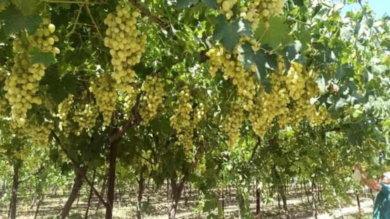 Manisa'da Mevlana Üzümü dalında 25 TL'den satılıyor