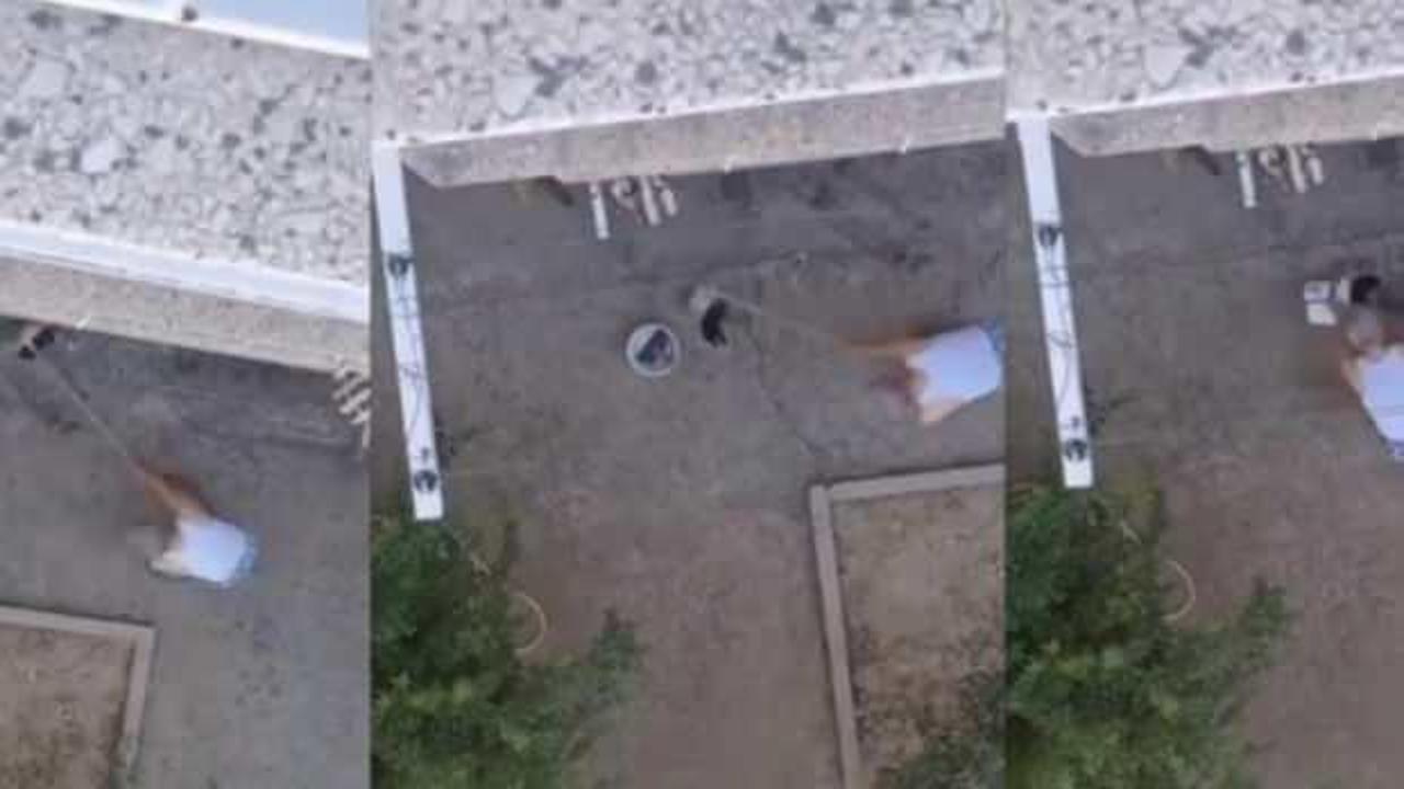 Manisa&rsquo;da yavru kedileri &ouml;ld&uuml;ren caninin cezası belli oldu