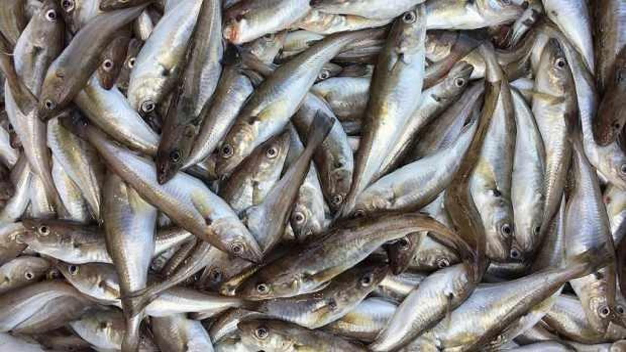 Ordu'da oltayla avlanan 1 kilogramlık mezgit 500 liraya satıldı