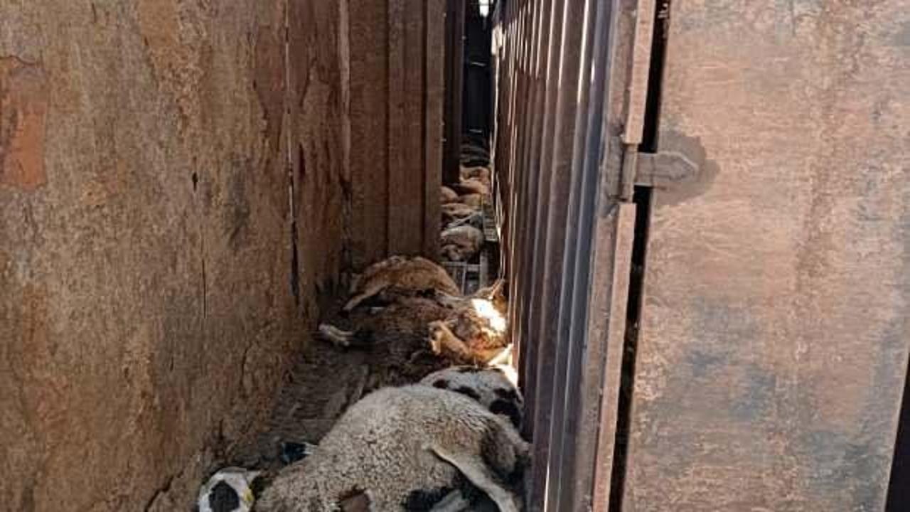 Sahibi gözyaşlarını tutamadı! Devrilen tırdaki 100 küçükbaş telef oldu