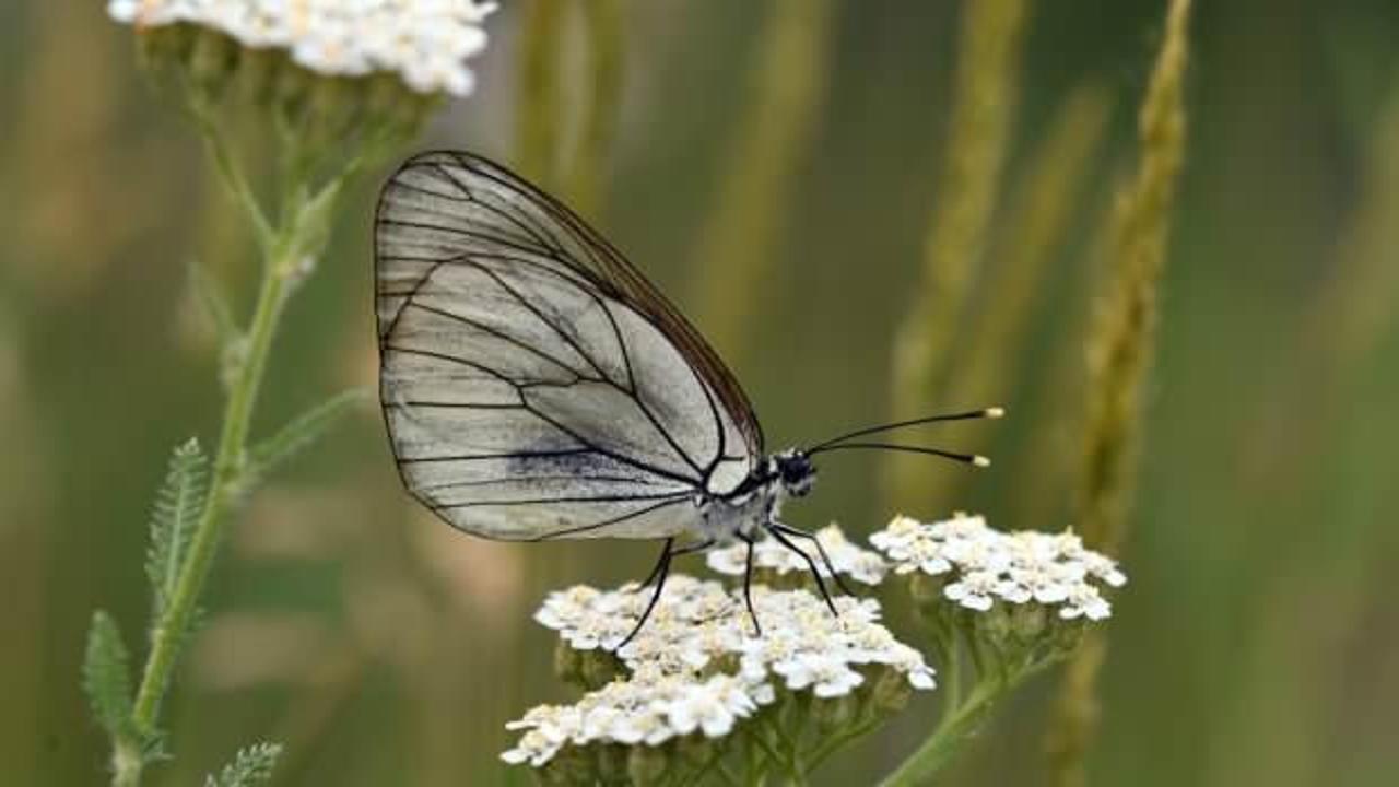 Van G&ouml;l&uuml; Havzası, 230 renkli misafire ev sahipliği yapıyor