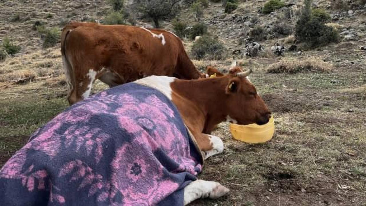  U&ccedil;urumdan d&uuml;şen inek i&ccedil;in 2 g&uuml;n boyunca 1,5 kilometrelik yol a&ccedil;ıldı!