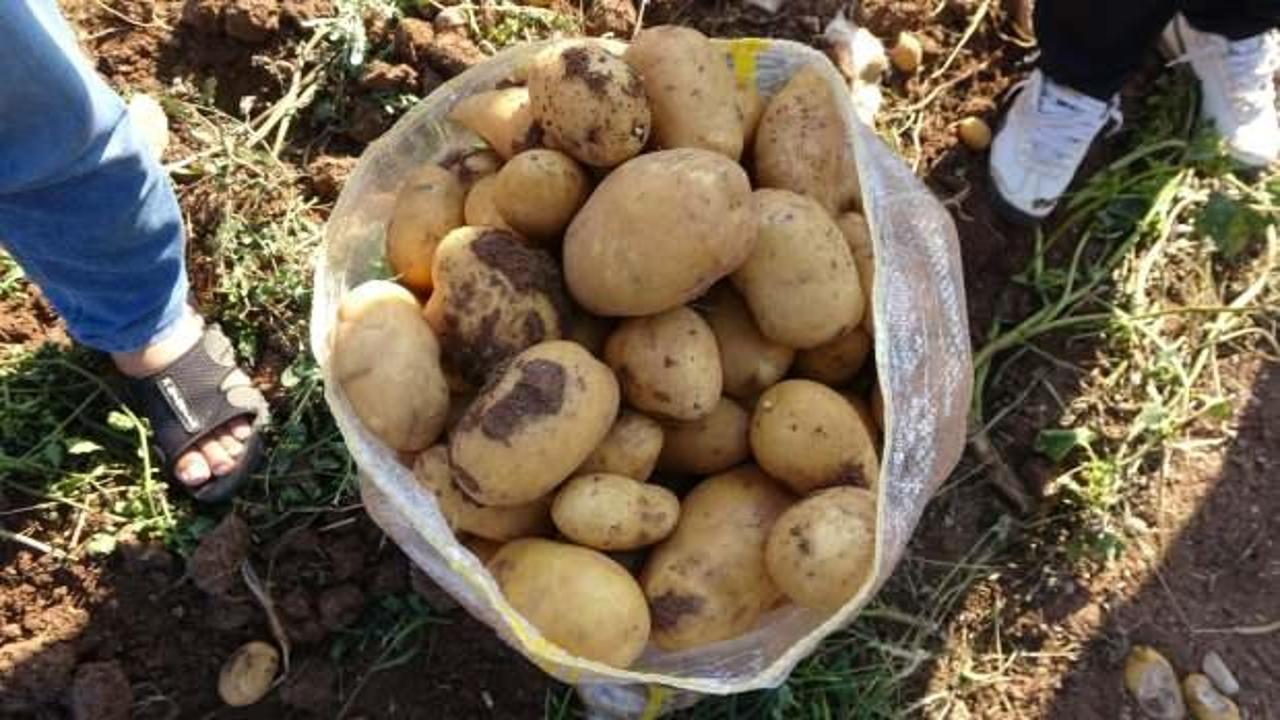 Verim ve kaliteden memnun kalan patates üreticileri, tarla satış fiyatını düşük buldu