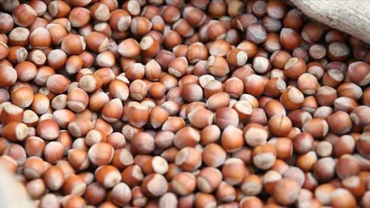 Ailesinin &uuml;rettiği fındığın değerini artırmak i&ccedil;in işleme at&ouml;lyesi kurdu