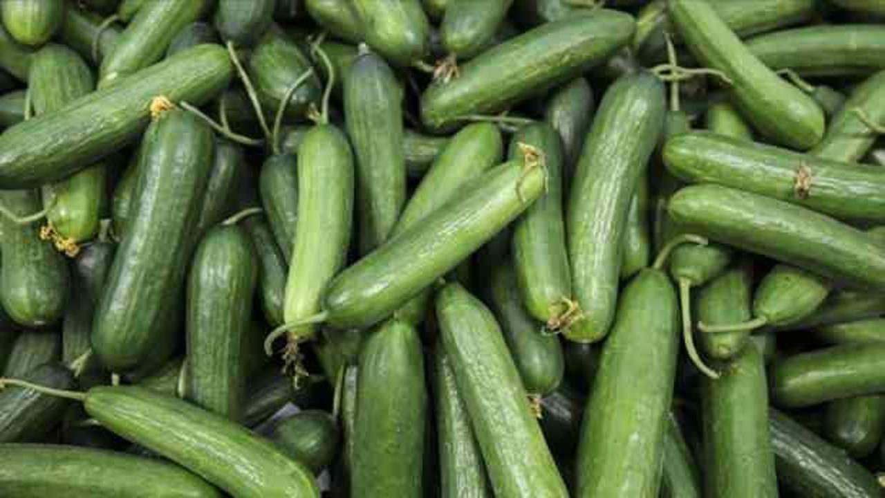 Antalya'da çiftçiler 40 dereceye ulaşan sıcaklıkta sezonun ilk salatalık hasadına başladı