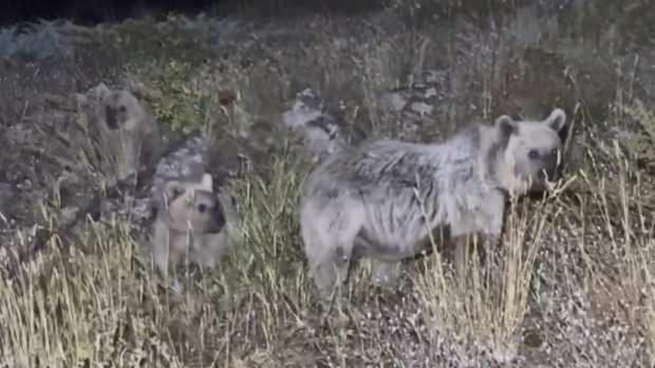 Bitlis'te ayı saldırısı! Turist canını zor kurtardı