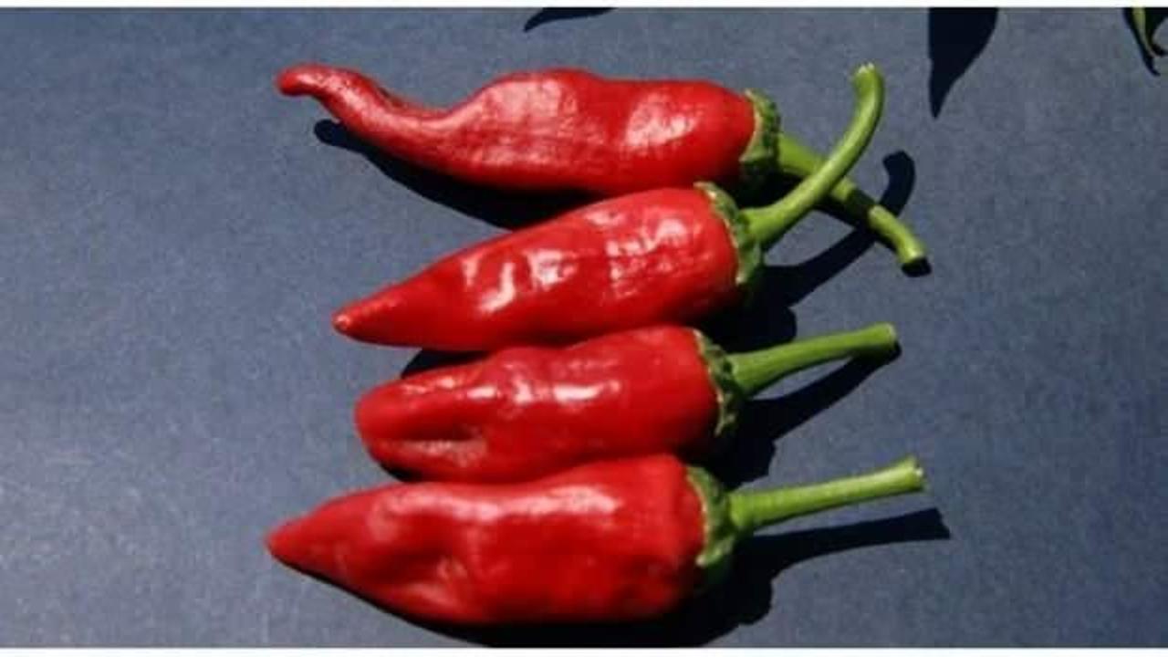 Coğrafi işaret tescilli Maraş biberinde 30 bin ton rekolte bekleniyor