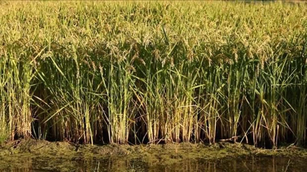 Edirne'de kuraklığa karşı nehirlerde alınan tedbirlerle çeltik üretiminde verim düşmeyecek