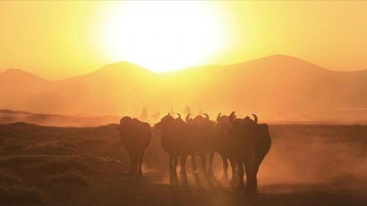 Erciyes'in eteklerinde yayılan mandaların sayısı devlet desteğiyle arttı