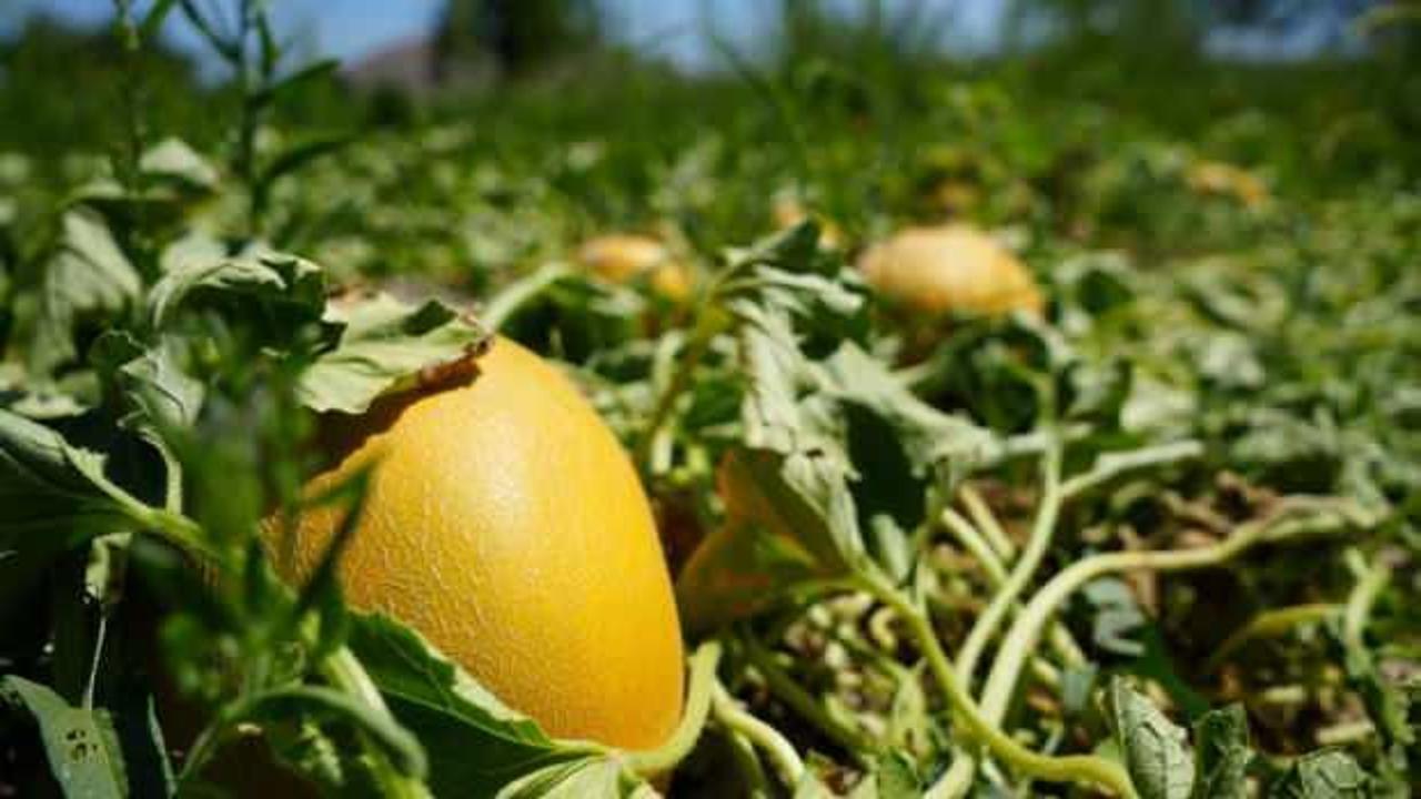 Kavunun kilosu 3 liraya kadar d&uuml;şt&uuml;!