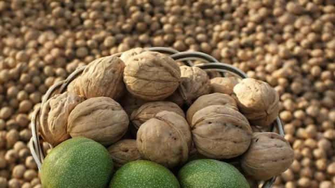 Kuraklığa rağmen Kırşehir'de bah&ccedil;elerde ceviz hasadı başladı