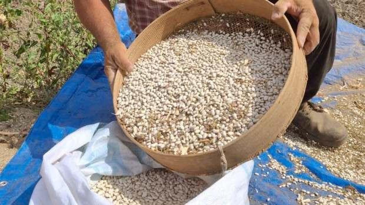 Lezzeti tescilli Tufanbeyli fasulyesi il&ccedil;e sınırlarını aştı