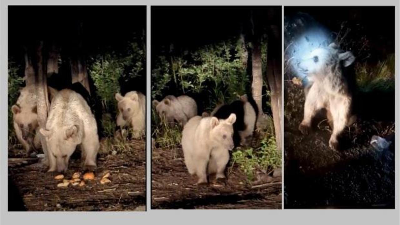 Nemrut kraterinde g&ouml;r&uuml;len boz ayı ailesini eliyle besledi