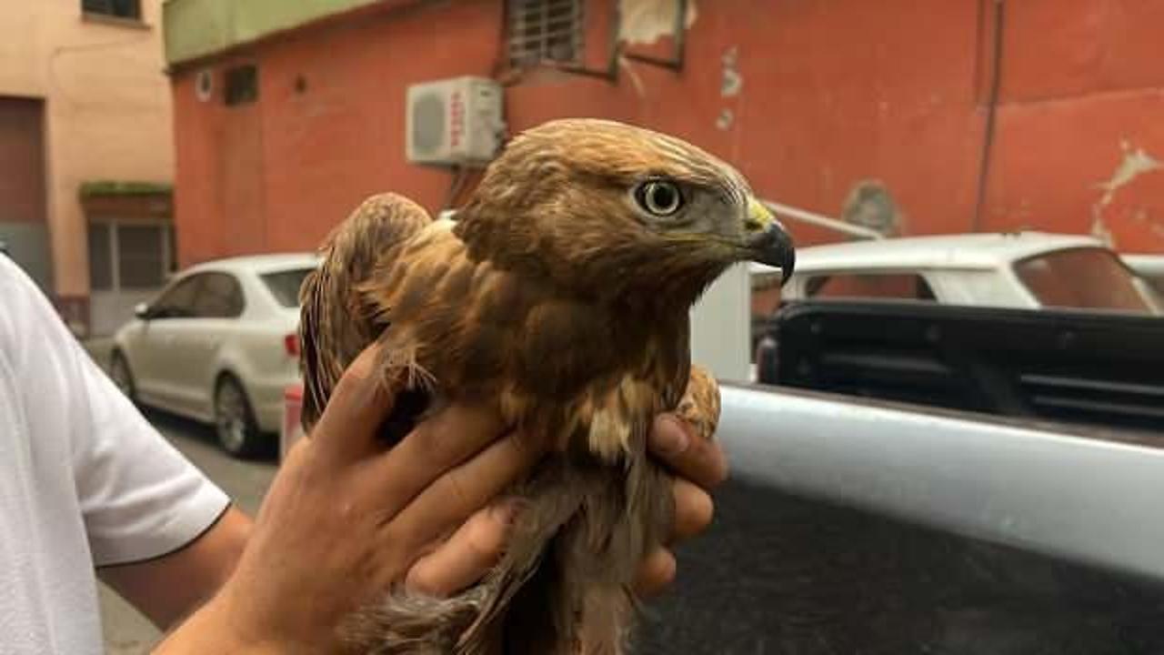 Şehirler arası yolculuk yaparken yaralı kartal buldu 