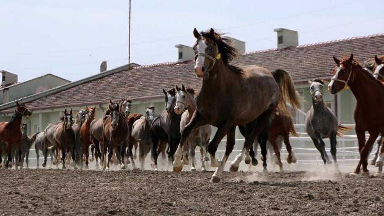 TİGEM 15 koşu tayı satacak