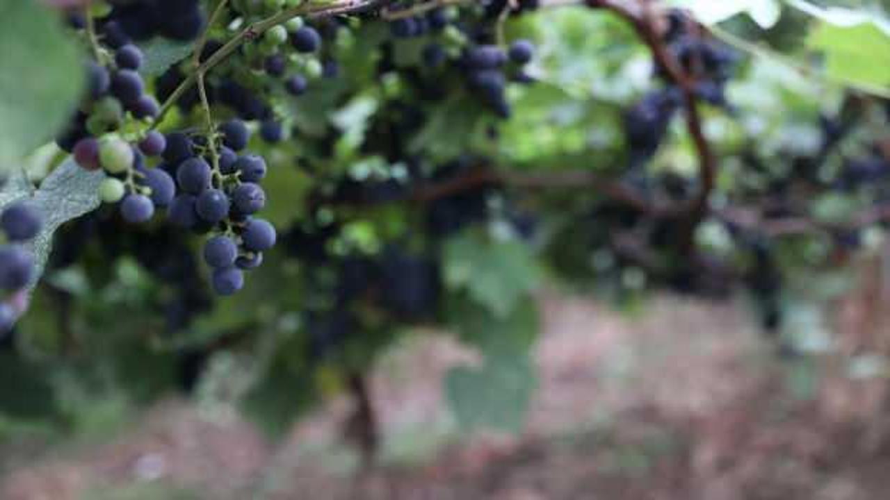 Trabzon'da isabella üzümünün sofralara yolculuğu başladı