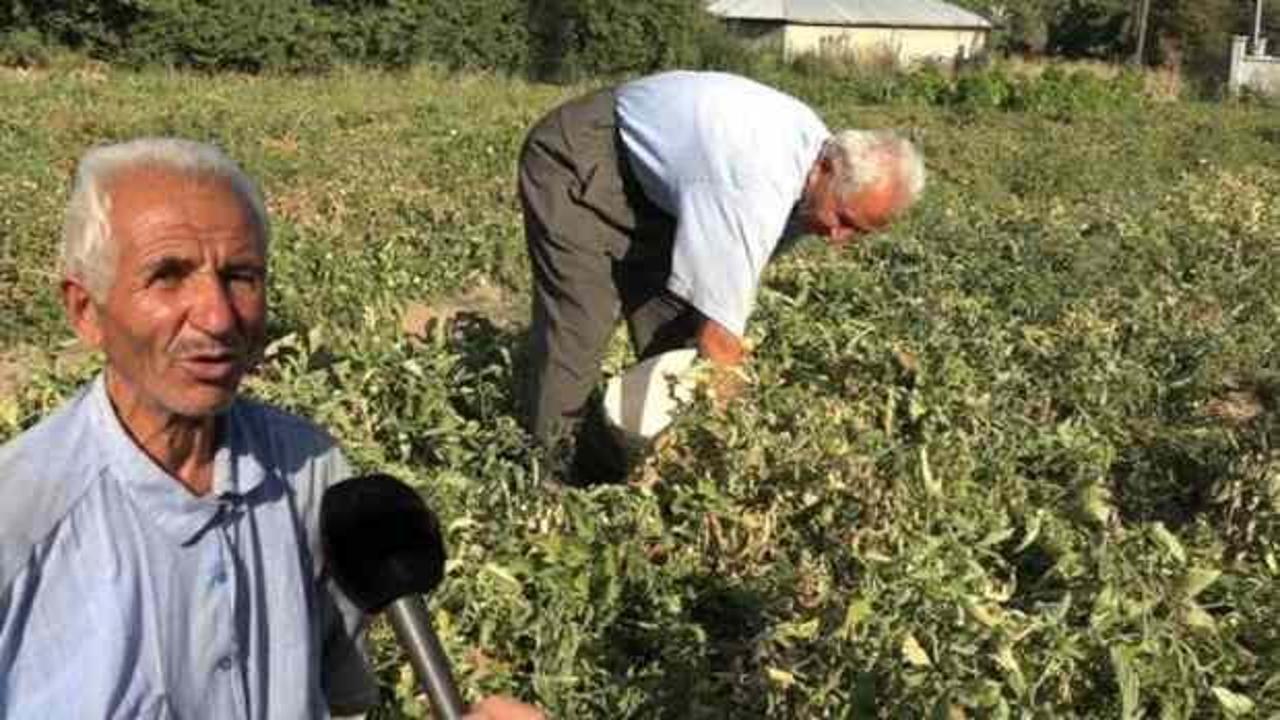 Yıllardır ata tohumuyla üretim yapıyor! Kasası 100, kilosu 10 TL